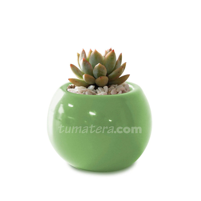 COMBO MATERA CERÁMICA 4 CM CON SUCULENTA MINI- Tumatera.co