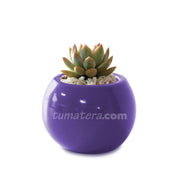 COMBO MATERA CERÁMICA 4 CM CON SUCULENTA MINI- Tumatera.co