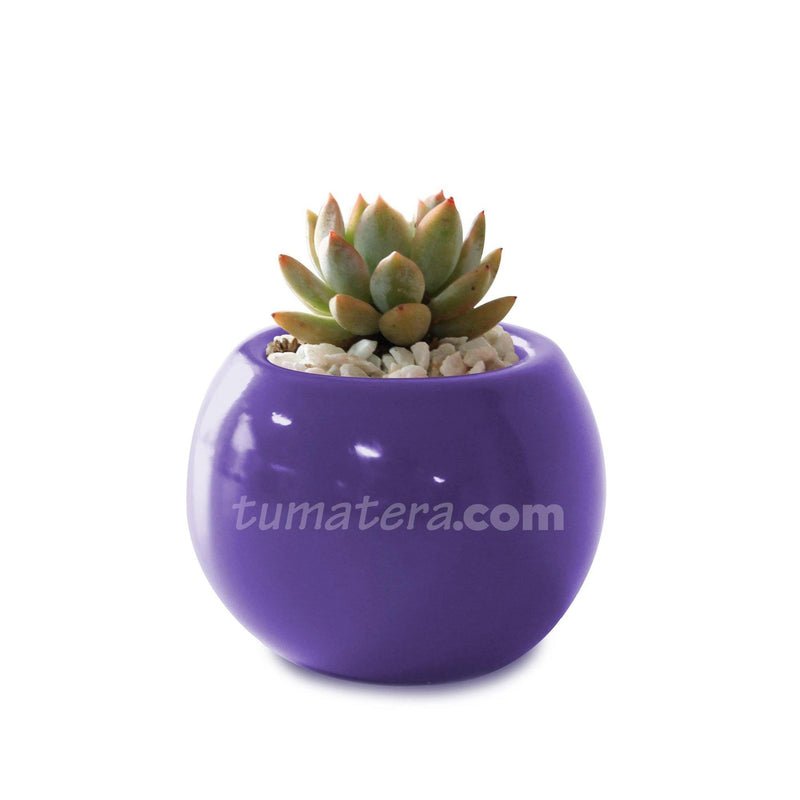COMBO MATERA CERÁMICA 4 CM CON SUCULENTA MINI- Tumatera.co