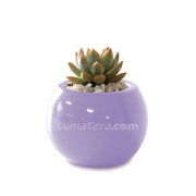 COMBO MATERA CERÁMICA 4 CM CON SUCULENTA MINI- Tumatera.co