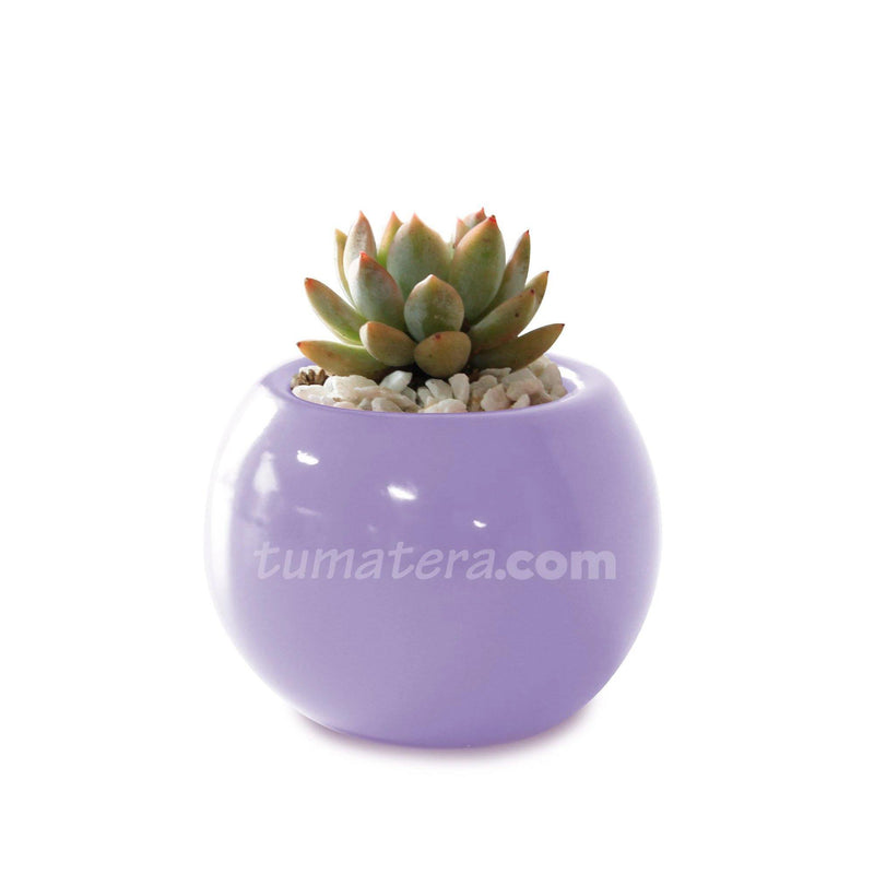 COMBO MATERA CERÁMICA 4 CM CON SUCULENTA MINI- Tumatera.co