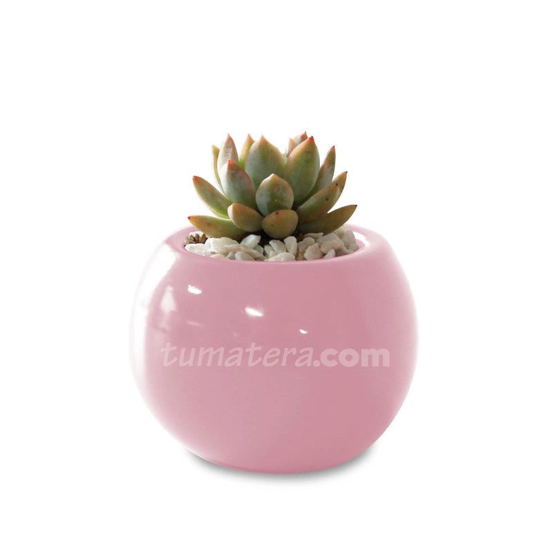 COMBO MATERA CERÁMICA 4 CM CON SUCULENTA MINI- Tumatera.co