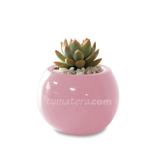 COMBO MATERA CERÁMICA 4 CM CON SUCULENTA MINI- Tumatera.co