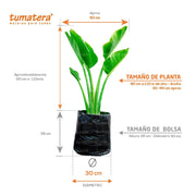 PLANTA PALMA VIAJERA B35 - Tumatera.co