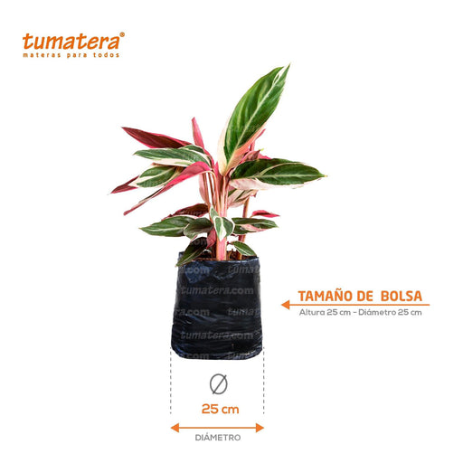 PLANTA TRICOLOR B25 - Tumatera.co