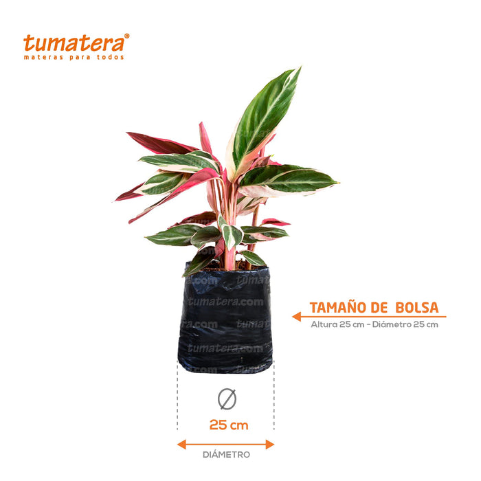 PLANTA TRICOLOR B25 - Tumatera.co