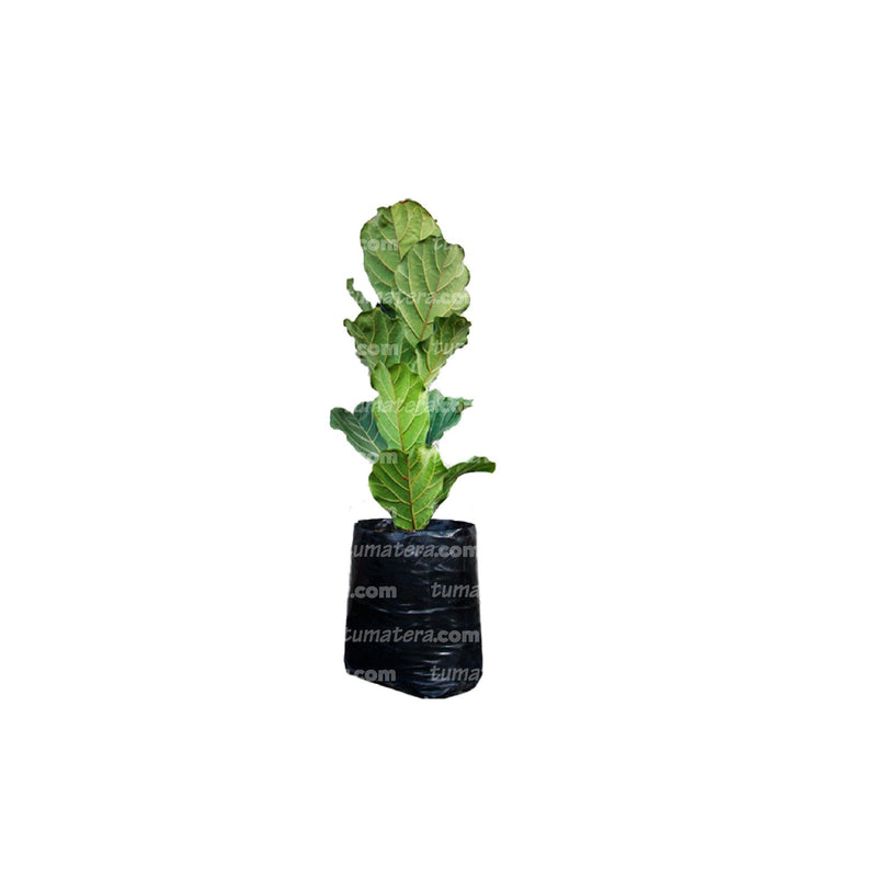 PLANTA FICUS PANDURATA B25 - Tumatera.co
