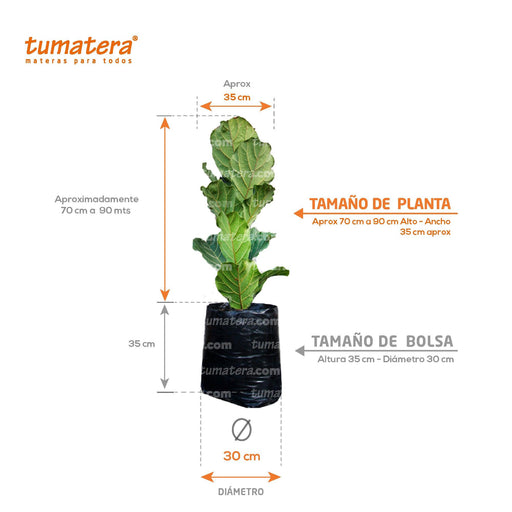 PLANTA FICUS PANDURATA B25 - Tumatera.co