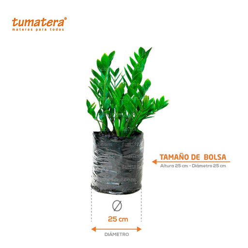 PLANTA ZZ PLANT B25 - Tumatera.co