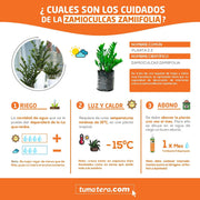 PLANTA ZZ PLANT B25 - Tumatera.co