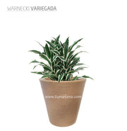 COMBO CÓNICA 59 CM CON WARNECKI - Tumatera.co