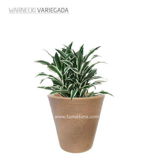 COMBO CÓNICA 59 CM CON WARNECKI - Tumatera.co