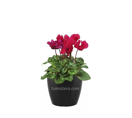 COMBO SAN REMO 16 CM CON VIOLETA DE LOS ALPES - Tumatera.co