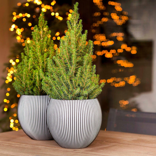 MATERA VASE GROOVE 22 CM - Tumatera.co