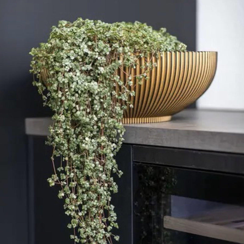 MATERA BOWL GROOVE GOLD 40 CM - Tumatera.co