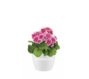 COMBO SAN REMO 16 CM CON PRIMAVERAS - Tumatera.co