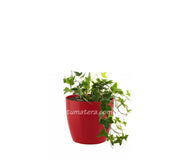 COMBO SAN REMO 16 CM CON HIEDRA INGLESA - Tumatera.co