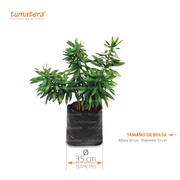 Planta Canción de la India  vista frontal con medidas de la Bolsa