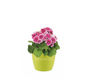 COMBO SAN REMO 16 CM CON PRIMAVERAS - Tumatera.co