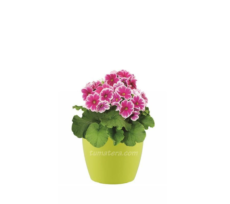 COMBO SAN REMO 16 CM CON PRIMAVERAS - Tumatera.co