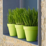 MATERA CAPRI 18 CM - Tumatera.co