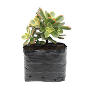 SUCULENTA ADEÓN VARIEGADO B10 - Tumatera.co