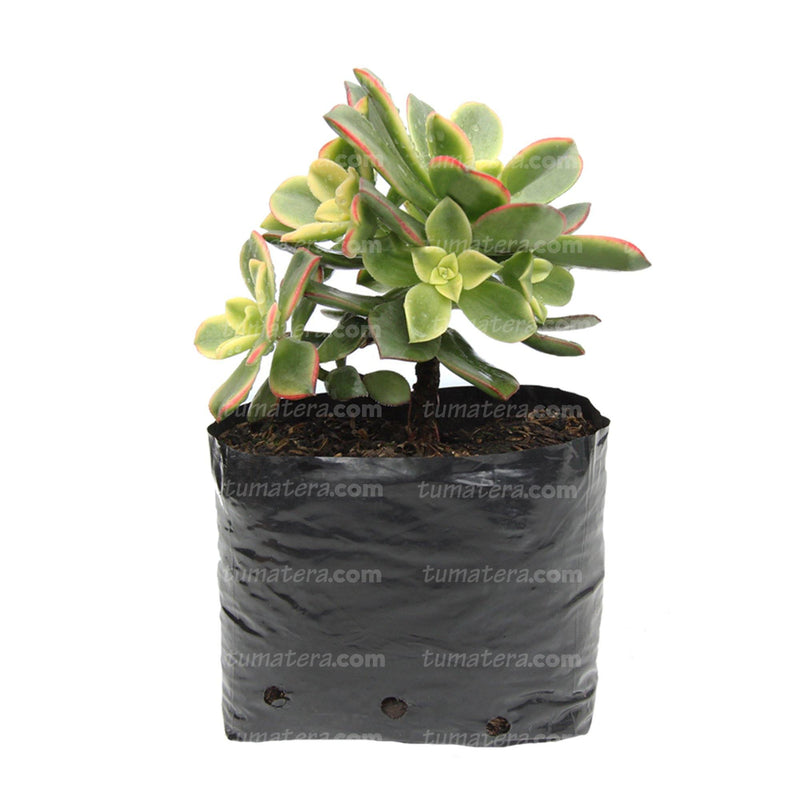 SUCULENTA ADEÓN VARIEGADO B10 - Tumatera.co