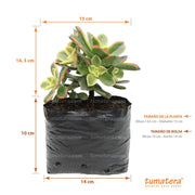 SUCULENTA ADEÓN VARIEGADO B10 - Tumatera.co