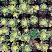 SUCULENTA ADEÓN VARIEGADO B10 - Tumatera.co