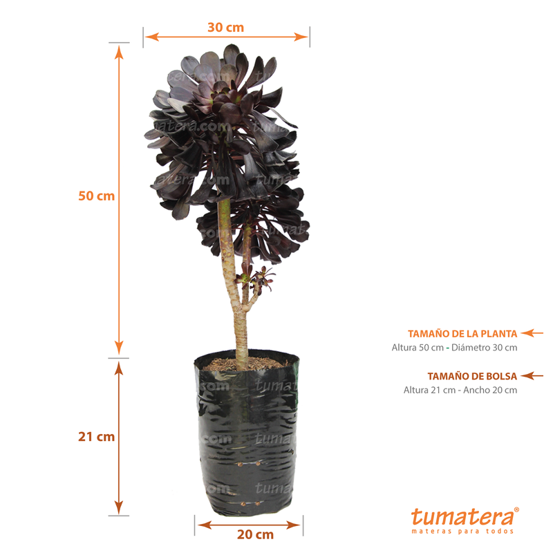 SUCULENTA ADEÓN PURPURA B20 - Tumatera.co