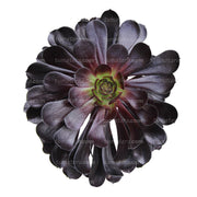 SUCULENTA ADEÓN PURPURA B20 - Tumatera.co