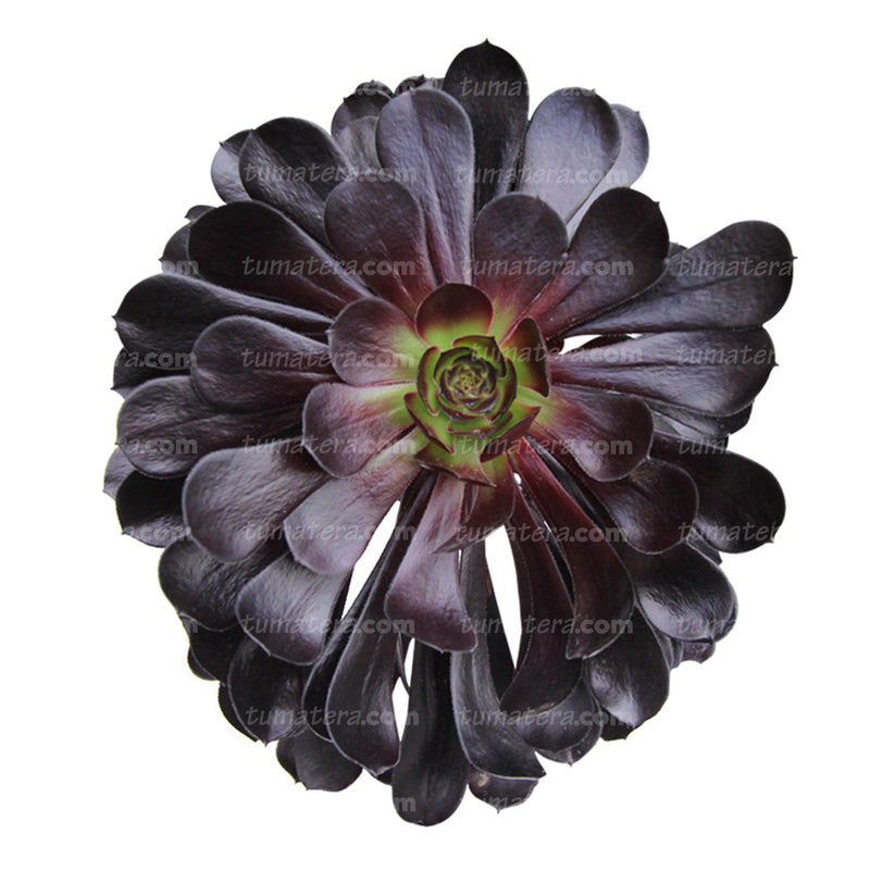 SUCULENTA ADEÓN PURPURA B20 - Tumatera.co