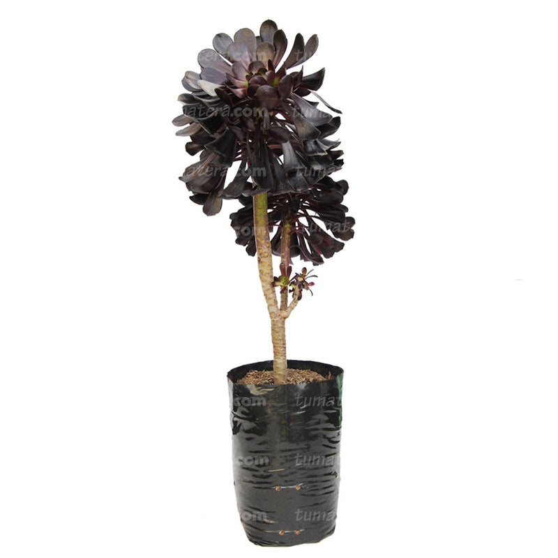SUCULENTA ADEÓN PURPURA B20 - Tumatera.co