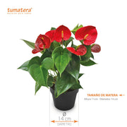 PLANTA ANTURIO ROJO B14 - Tumatera.co