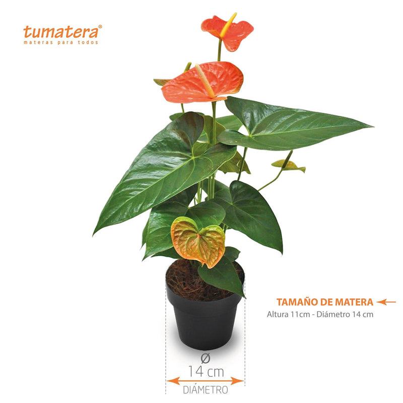 PLANTA ANTURIO NARANJA B14 - Tumatera.co