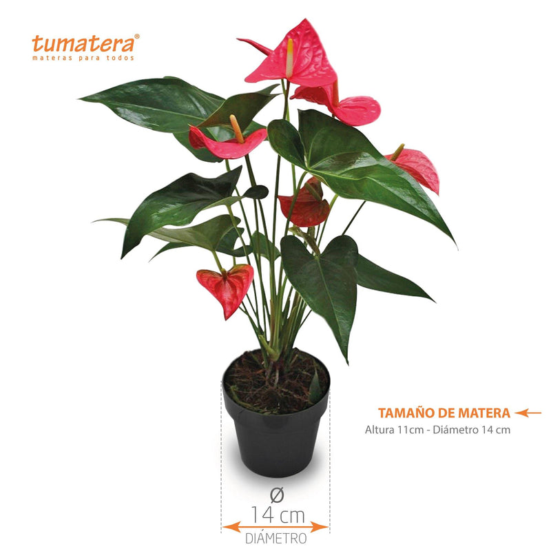 PLANTA ANTURIO ROSADO B14 - Tumatera.co