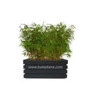 COMBO JARDINERA 70 CM CON BAMBUS - Tumatera.co