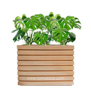 COMBO JARDINERA 100 X 60 CM CON BALAZO - Tumatera.co