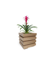 COMBO CUBO 48 CM CON BROMELIA - Tumatera.co