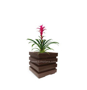 COMBO CUBO 48 CM CON BROMELIA - Tumatera.co