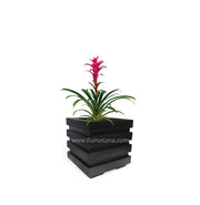 COMBO CUBO 48 CM CON BROMELIA - Tumatera.co