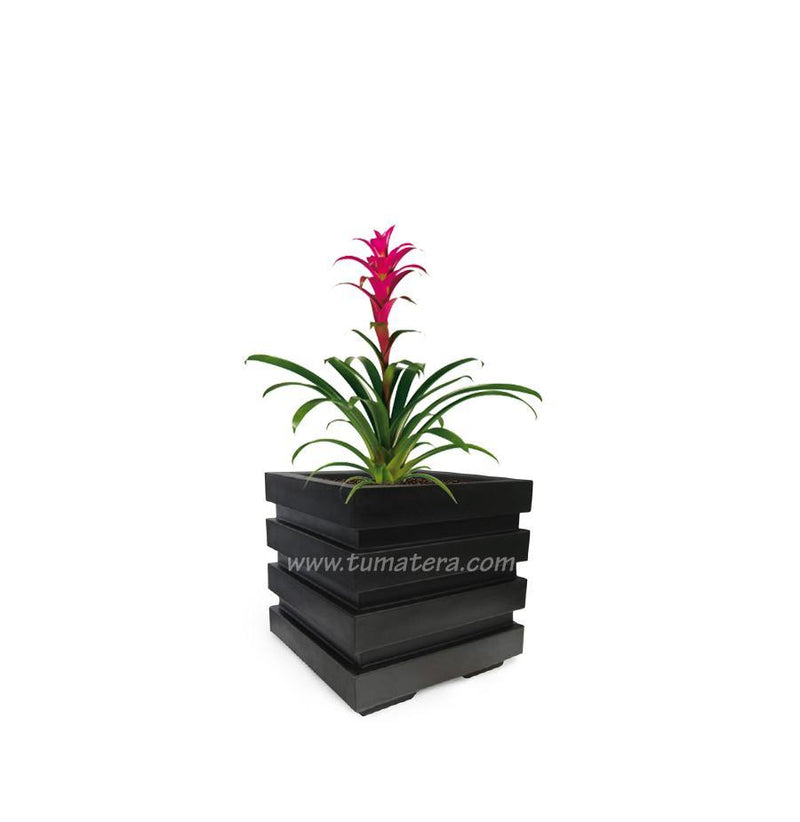COMBO CUBO 48 CM CON BROMELIA - Tumatera.co