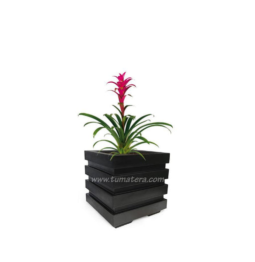 COMBO CUBO 48 CM CON BROMELIA - Tumatera.co
