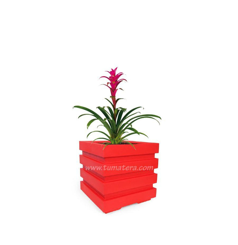 COMBO CUBO 48 CM CON BROMELIA - Tumatera.co
