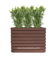 COMBO JARDINERA 100 X 60 CM CON BUXUS - Tumatera.co