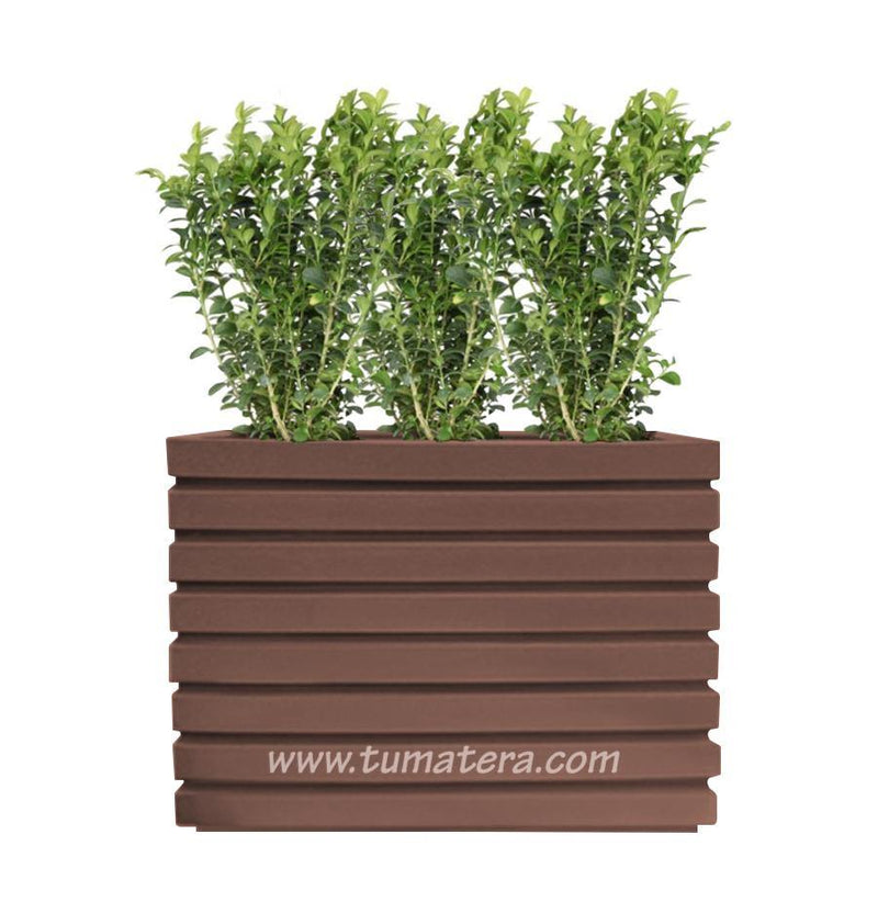 COMBO JARDINERA 100 X 60 CM CON BUXUS - Tumatera.co