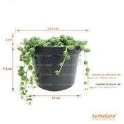 vista frontal principal con especificaciones fondo blanco y  medidas de la planta: 10, 5 cm Diámetro x 2 cm de Alto, medida de la bolsa: 10 cm de Ancho x 7.5 cm de Alto