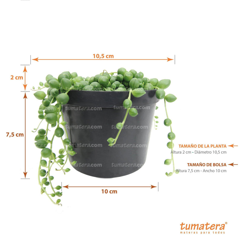 vista frontal principal con especificaciones fondo blanco y  medidas de la planta: 10, 5 cm Diámetro x 2 cm de Alto, medida de la bolsa: 10 cm de Ancho x 7.5 cm de Alto