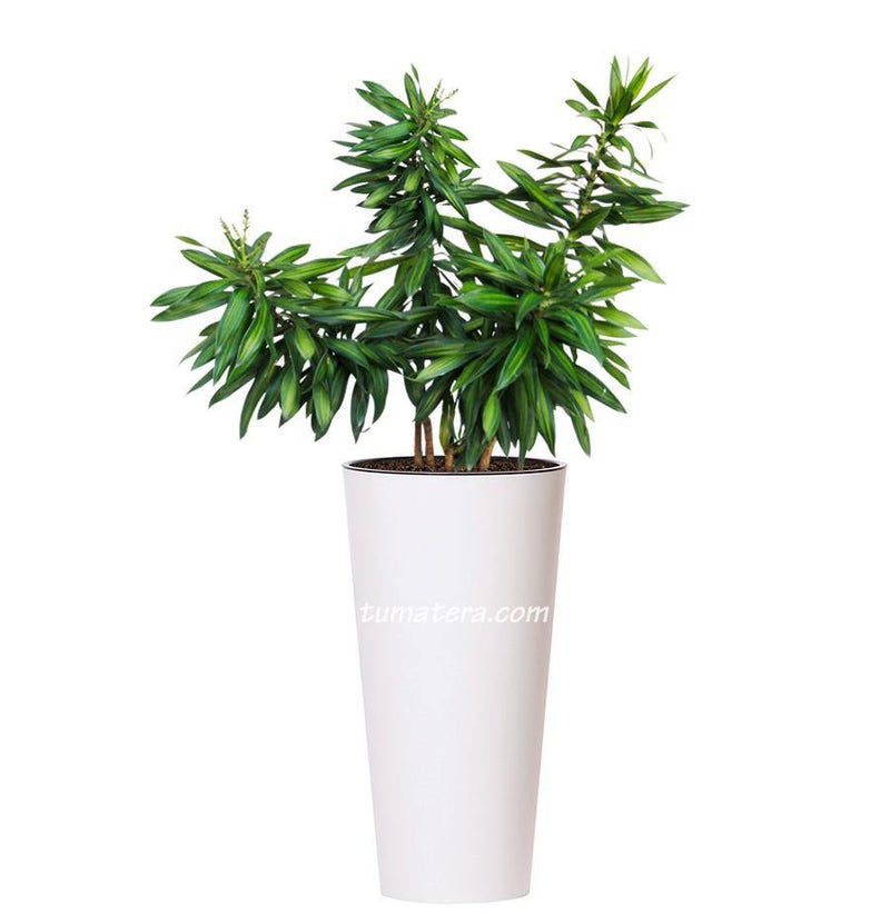 COMBO TUBUS 76 CM CON CANCIÓN DE LA INDIA - Tumatera.co