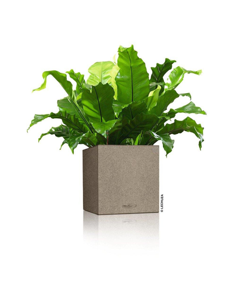 MATERA INTELIGENTE AUTORREGANTE CANTO 14 CM - Tumatera.co